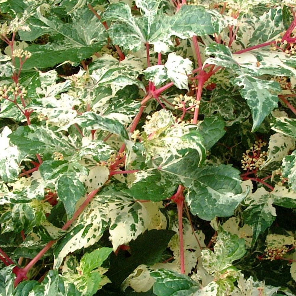 Ampelopsis Brevipedunculata 'Elegans' 2 Ampelopsis Brevipedunculata 'Elegans' - Image 2