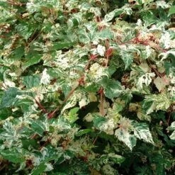 Ampelopsis Brevipedunculata 'Elegans' 5 Ampelopsis Brevipedunculata 'Elegans' -Plants Shop pl2000037432 card3 lg