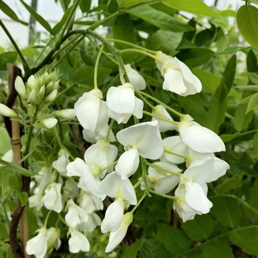 Wisteria Brachybotrys F. Albiflora 'Shiro-kapitan' 3 Wisteria Brachybotrys F. Albiflora 'Shiro-kapitan' - Image 3