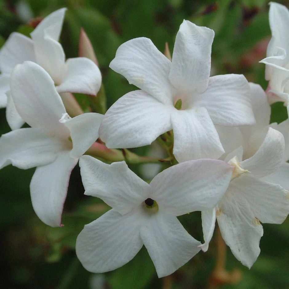 Jasminum Officinale F. Affine 1 Jasminum Officinale F. Affine