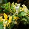 Lonicera Japonica 'Horwood Gem'