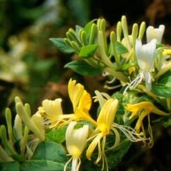 Lonicera Japonica 'Horwood Gem' -Plants Shop pl2000037444 card3 lg