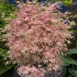 Acer Palmatum 'Taylor' (PBR)