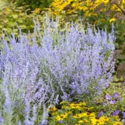 Perovskia Lacey Blue ('Lisslitt') (PBR) -Plants Shop pl2000037478 card3 lg