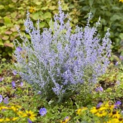 Perovskia Lacey Blue ('Lisslitt') (PBR) -Plants Shop pl2000037478 card4 lg