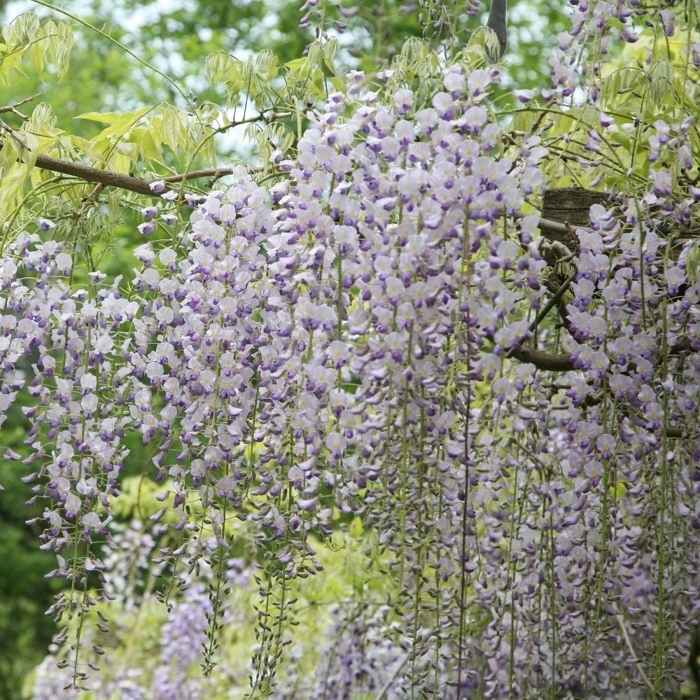 Wisteria Floribunda F. Multijuga 2 Wisteria Floribunda F. Multijuga - Image 2