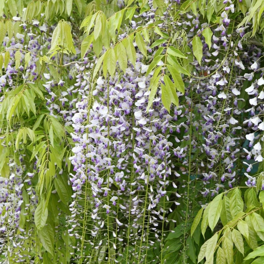 Wisteria Floribunda F. Multijuga 3 Wisteria Floribunda F. Multijuga - Image 3