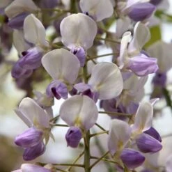 Wisteria Floribunda 'Harlequin'