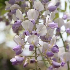 Wisteria Floribunda 'Harlequin' 5 Wisteria Floribunda 'Harlequin' -Plants Shop pl2000037594 card3 lg