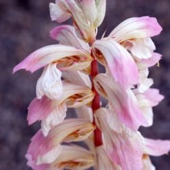 Acanthus 'Whitewater' 5 Acanthus 'Whitewater' -Plants Shop pl2000037600 card3 lg