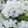 Rhododendron Encore Pure White Julia ('Homlea') (Encore Azalea Series)