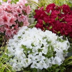 Rhododendron Encore Pure White Julia ('Homlea') (Encore Azalea Series) -Plants Shop pl2000037664 card3 lg