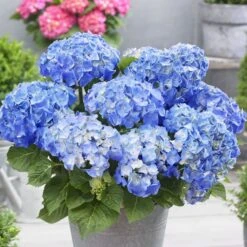 Plants Shop 11 Hydrangea Macrophylla 'Little Blue'