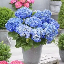 Hydrangea Macrophylla 'Little Blue' -Plants Shop pl2000037670 card3 lg