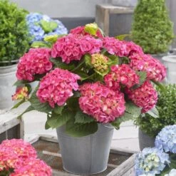 Hydrangea Macrophylla 'Little Pink' -Plants Shop pl2000037671 card3 lg