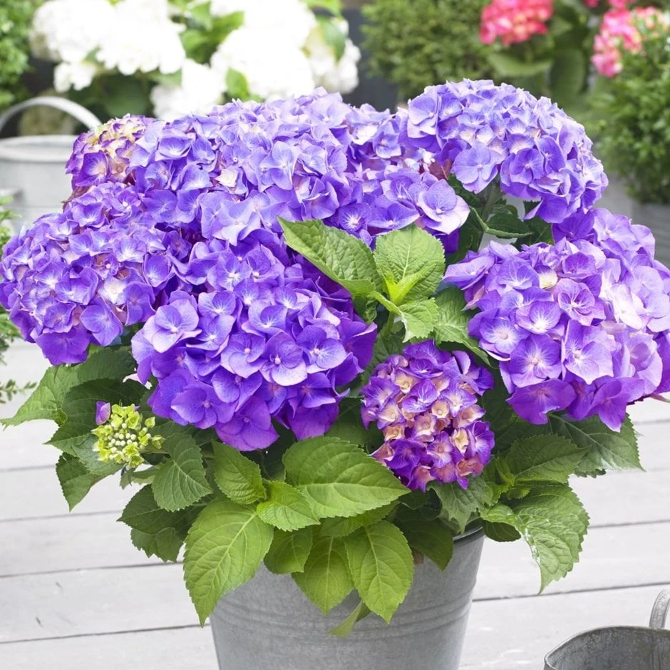 Hydrangea Macrophylla 'Little Purple' 1 Hydrangea Macrophylla 'Little Purple'