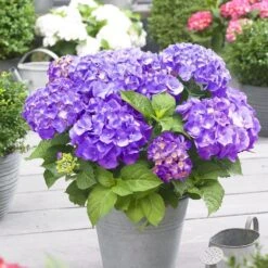 Hydrangea Macrophylla 'Little Purple' 5 Hydrangea Macrophylla 'Little Purple' -Plants Shop pl2000037672 card3 lg