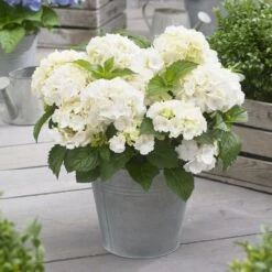 Hydrangea Macrophylla 'Little White' 5 Hydrangea Macrophylla 'Little White' -Plants Shop pl2000037674 card3 lg