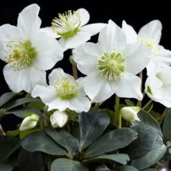 Helleborus Niger 'Christmas Carol'