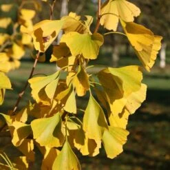 Ginkgo Biloba -Plants Shop pl2000037713 card3 lg