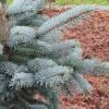 Picea Pungens (Glauca Group) 'Hoopsii'