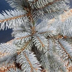 Picea Pungens (Glauca Group) 'Hoopsii' -Plants Shop pl2000037725 card3 lg
