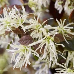 Loropetalum Ruby Snow ('Iwai') (PBR)