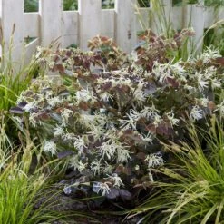 Loropetalum Ruby Snow ('Iwai') (PBR) 6 Loropetalum Ruby Snow ('Iwai') (PBR) -Plants Shop pl2000037743 card3 lg