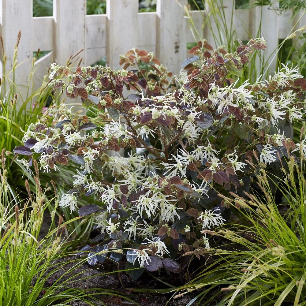 Loropetalum Ruby Snow ('Iwai') (PBR) 3 Loropetalum Ruby Snow ('Iwai') (PBR) - Image 3