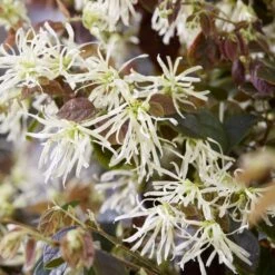 Loropetalum Ruby Snow ('Iwai') (PBR) 7 Loropetalum Ruby Snow ('Iwai') (PBR) -Plants Shop pl2000037743 card4 lg