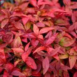 Nandina Domestica Blush Pink ('Aka') (PBR) -Plants Shop pl2000037744 card3 lg