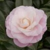 Camellia Japonica 'Nuccio's Cameo'