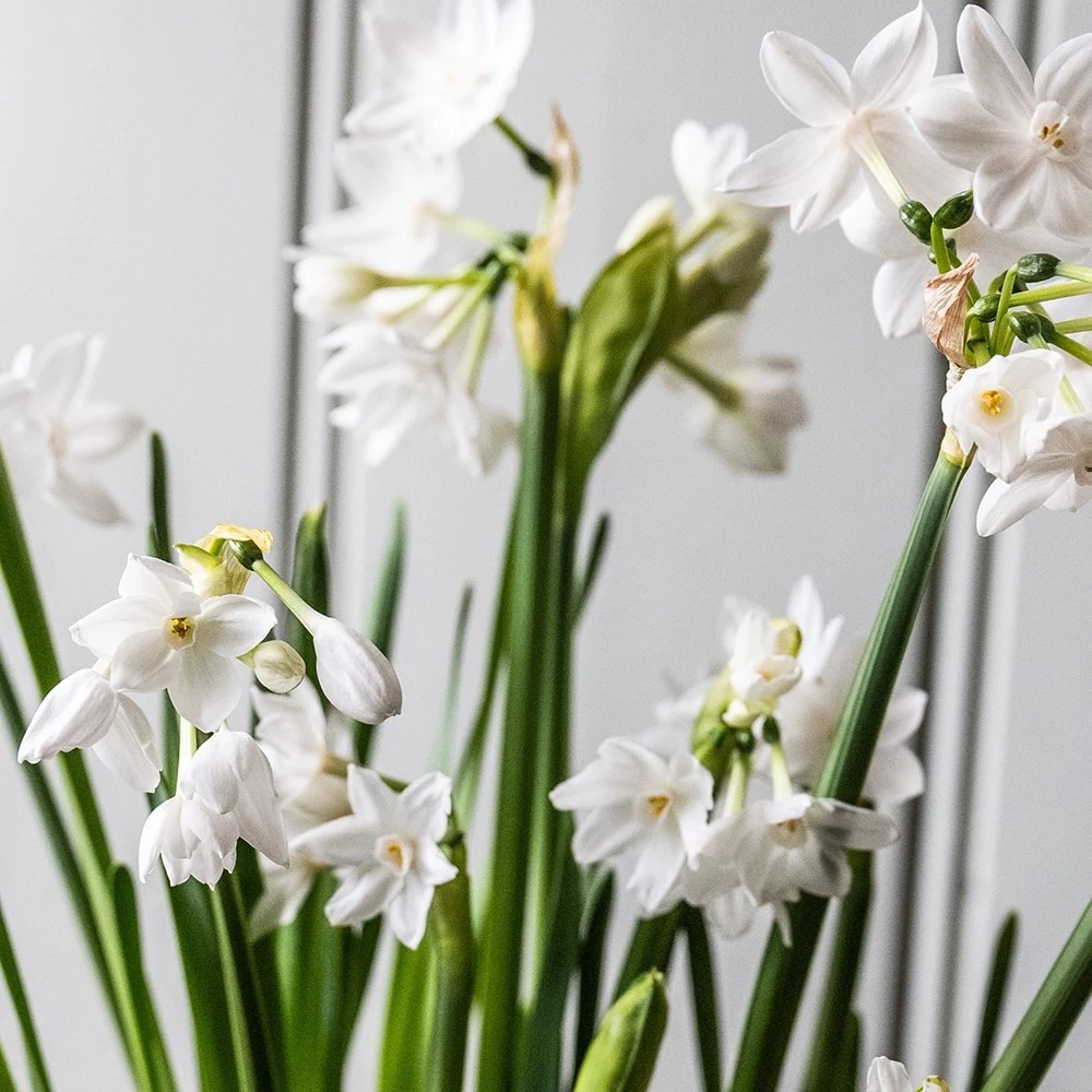 Perfumed Paperwhites & Terracotta Pot 2 Perfumed Paperwhites & Terracotta Pot - Image 2