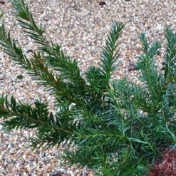 Taxus Baccata 'Repandens' -Plants Shop pl2000038031 card3 lg