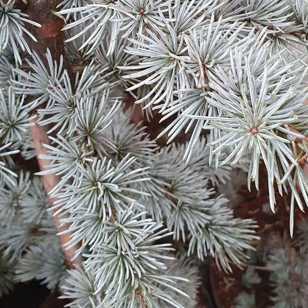 Cedrus Atlantica (Glauca Group) 'Glauca' 2 Cedrus Atlantica (Glauca Group) 'Glauca' - Image 2
