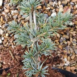 Cedrus Atlantica (Glauca Group) 'Glauca' 5 Cedrus Atlantica (Glauca Group) 'Glauca' -Plants Shop pl2000038041 card3 lg