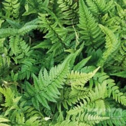 Polystichum Tsussimense