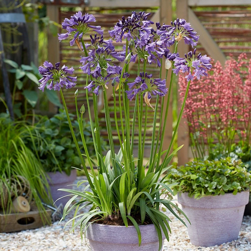 Agapanthus Poppin' Purple ('MP003') (PBR) 2 Agapanthus Poppin' Purple ('MP003') (PBR) - Image 2