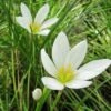 Zephyranthes Candida