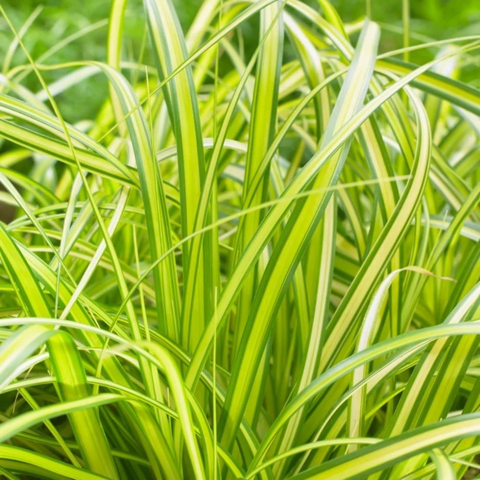 Carex Oshimensis 'Eversheen' (PBR) (Evercolor Series) 1 Carex Oshimensis 'Eversheen' (PBR) (Evercolor Series)