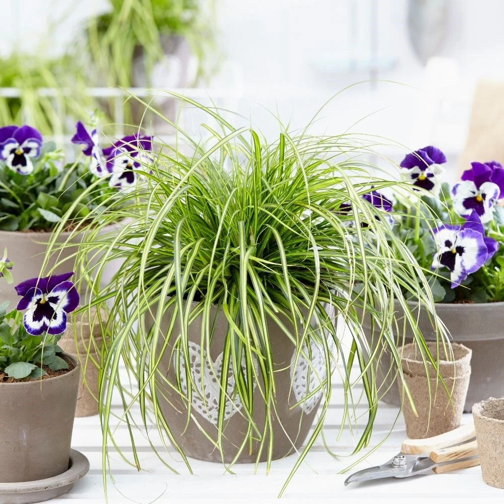 Carex Oshimensis 'Eversheen' (PBR) (Evercolor Series) 2 Carex Oshimensis 'Eversheen' (PBR) (Evercolor Series) - Image 2