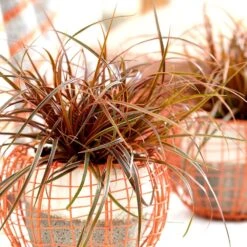 Uncinia Rubra Everflame ('Belinda's Find') (PBR) 5 Uncinia Rubra Everflame ('Belinda's Find') (PBR) -Plants Shop pl2000038519 card3 lg