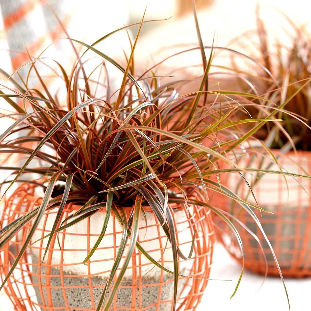 Uncinia Rubra Everflame ('Belinda's Find') (PBR) 3 Uncinia Rubra Everflame ('Belinda's Find') (PBR) - Image 3