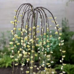 Plants Shop 22 Salix Caprea 'Kilmarnock'