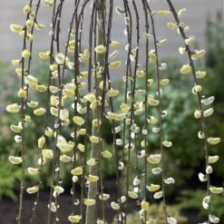 Salix Caprea 'Kilmarnock' 6 Salix Caprea 'Kilmarnock' -Plants Shop pl2000038529 card3 lg