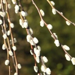 Salix Caprea 'Kilmarnock' 7 Salix Caprea 'Kilmarnock' -Plants Shop pl2000038529 card4 lg