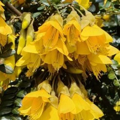 Sophora Sun King ('Hilsop') (PBR) -Plants Shop pl2000038821 card3 lg