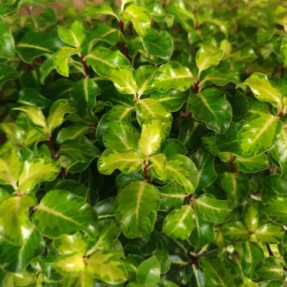 Pittosporum Tenuifolium 'Gold Star' 1 Pittosporum Tenuifolium 'Gold Star'