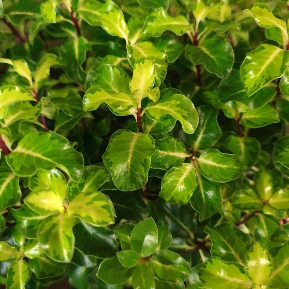 Pittosporum Tenuifolium 'Gold Star' 2 Pittosporum Tenuifolium 'Gold Star' - Image 2