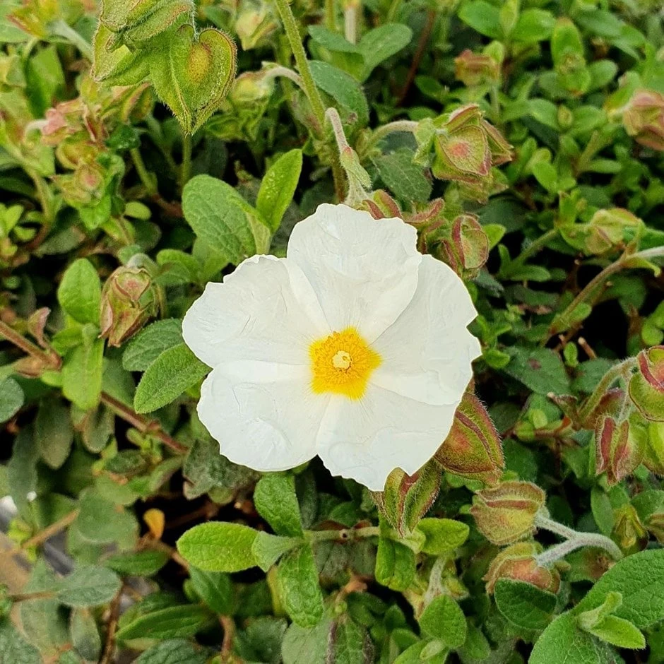 Cistus × Obtusifolius 'Thrive' 1 Cistus × Obtusifolius 'Thrive'